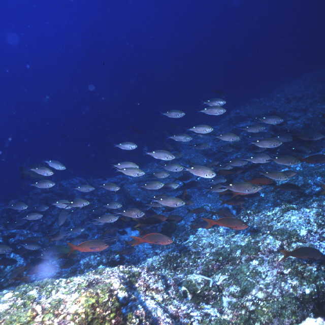 Chromis atrilobata